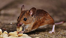 24 Hour & Emergency Exterminators in Atmore, AL